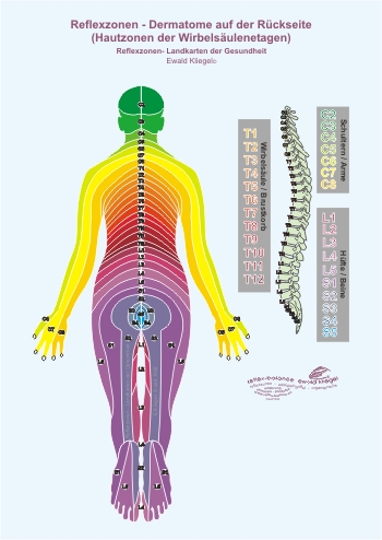 Reflexzonen - die Dermatome am Rücken (Hautzonen der Wirbelsäulenetagen)