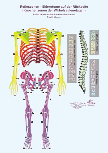 Reflexzonen - die Sklerotome auf der Rückseite (Knochenzonen der Wirbelsäulenetagen)