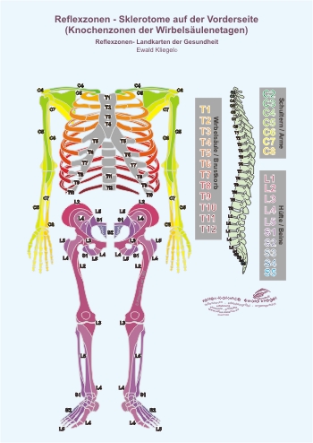 Reflexzonen - die Sklerotome auf der Vorderseite (Knochenzonen der Wirbelsäulenetagen)