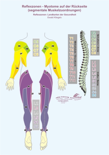Reflexzonen - die Myotome auf der Rückseite (segmentale Muskelzuordnungen)
