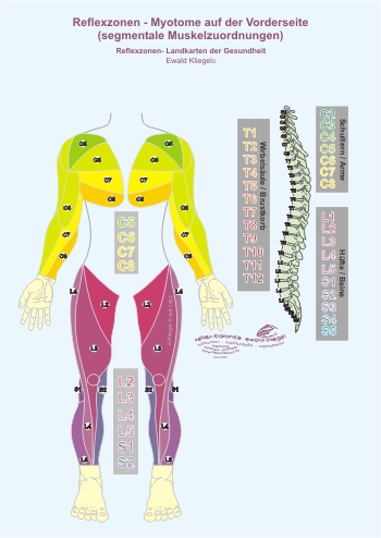 Reflexzonen - die Myotome auf der Vorderseite (segmentale Muskelzuordnungen)